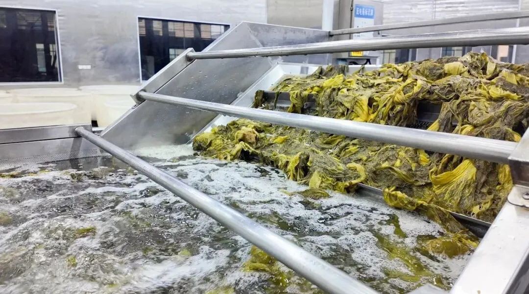 chinese pickles washing chinese pickles washing