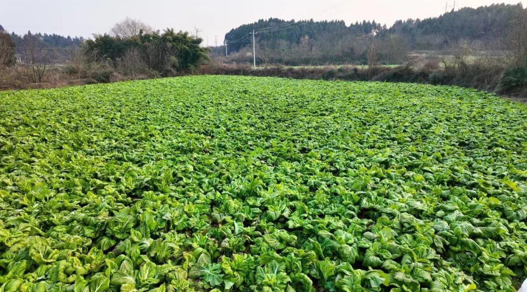 mustard green mustard green