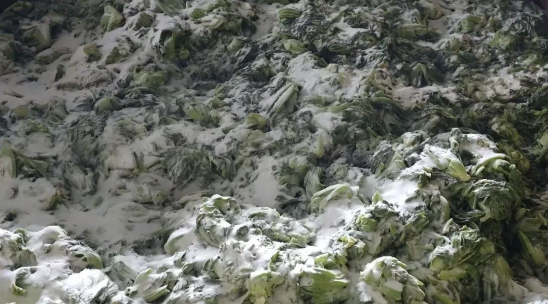 salt mustard green salt mustard green